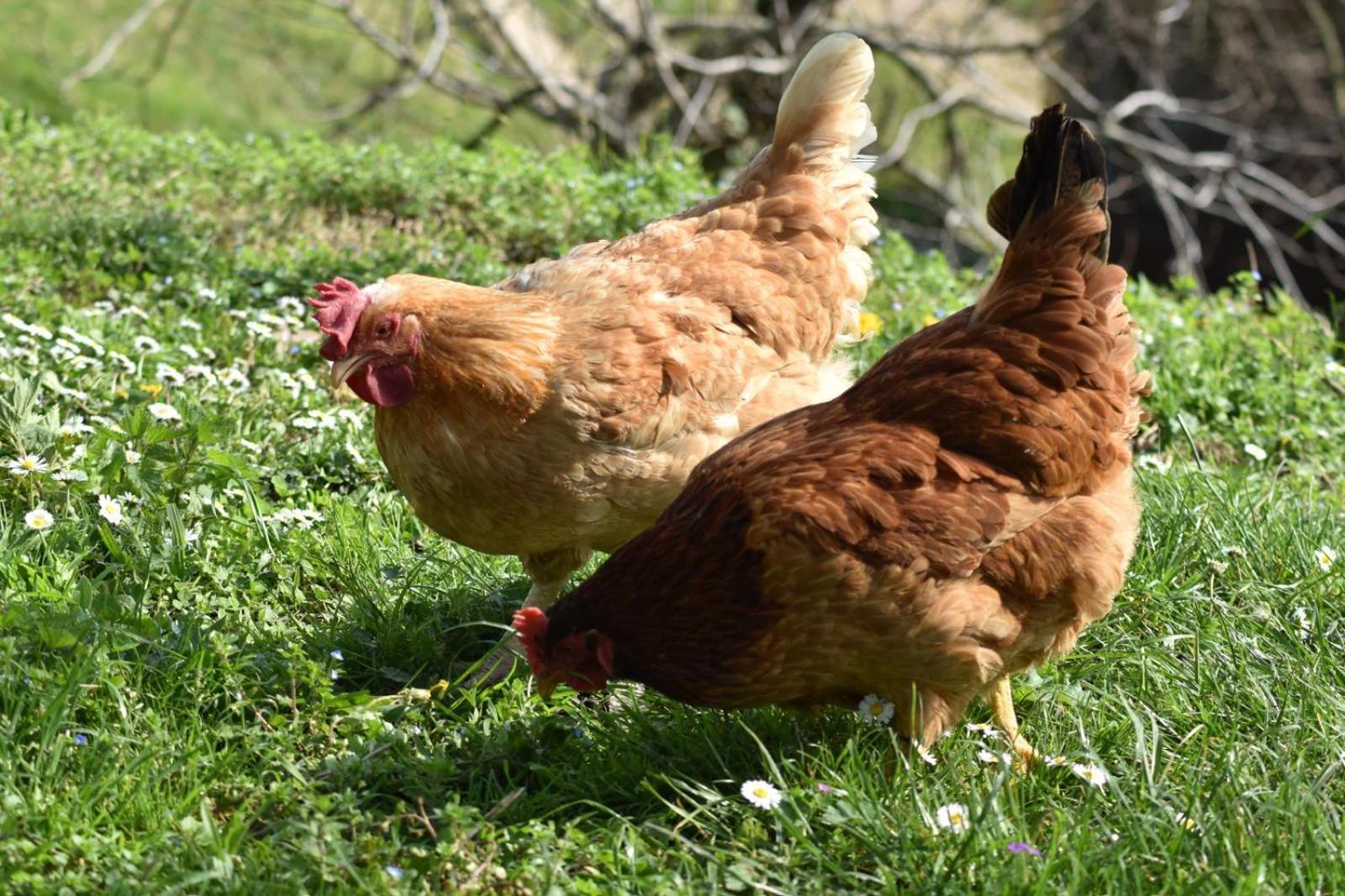 Agriturismo Le Noci Tarzo Eksteriør bilde