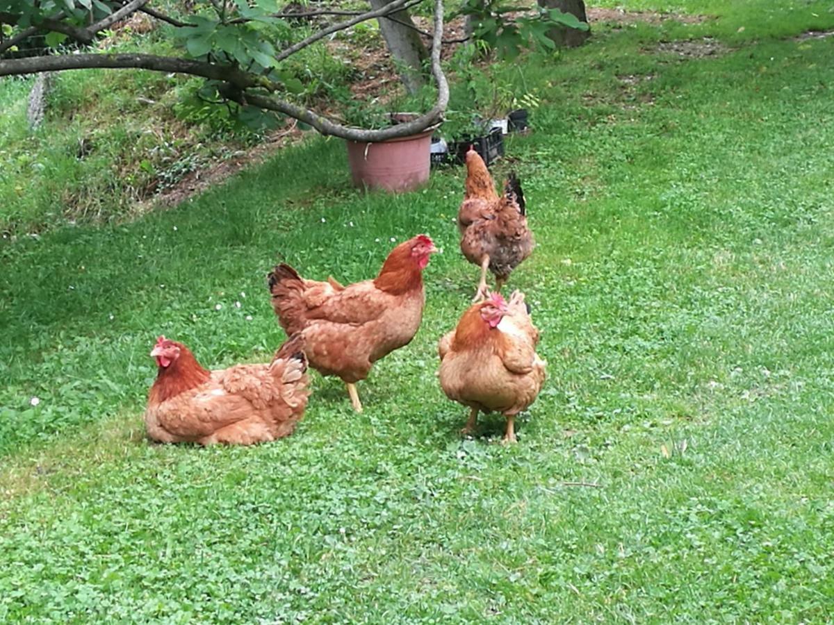 Agriturismo Le Noci Tarzo Eksteriør bilde